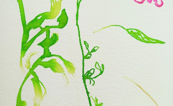 Dessin de © Min Ji Cho, fleur et feuilles sur tige